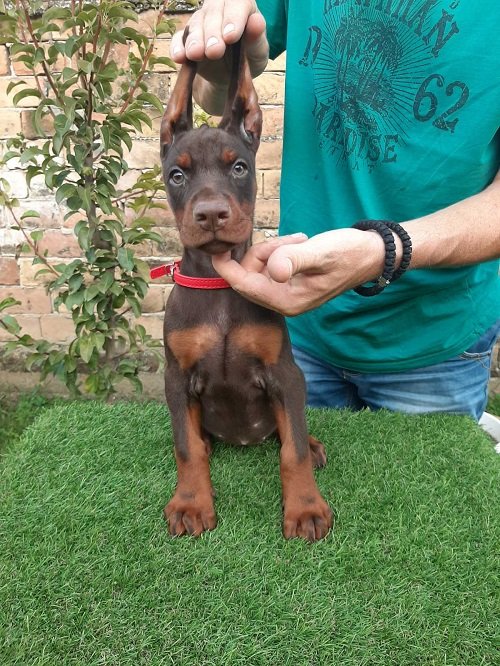 Doberman
