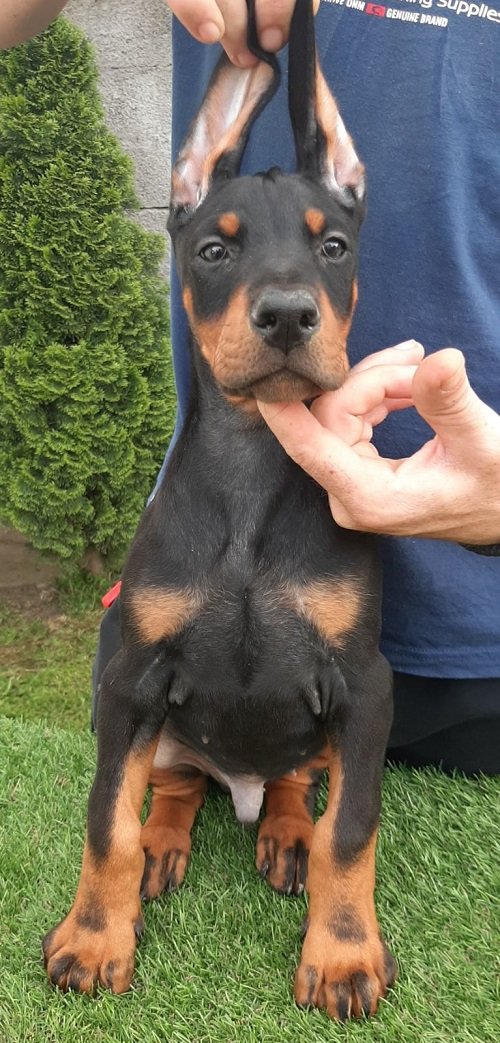Doberman