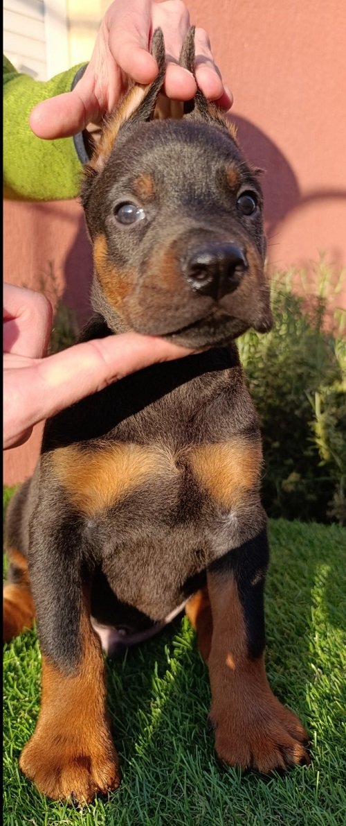 Doberman