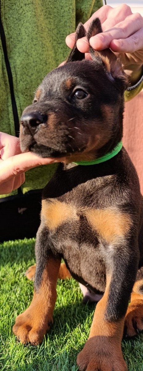 Doberman