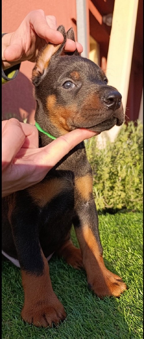 Doberman