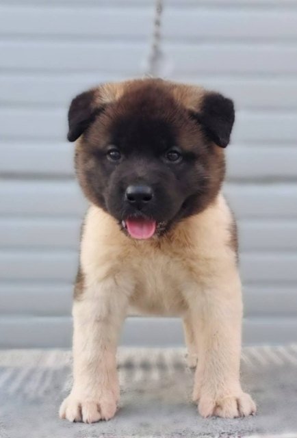 Američka Akita, novo leglo