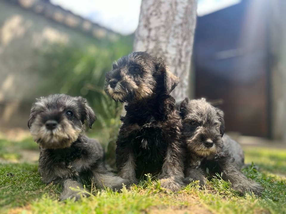 Patuljasti Šnaucer Miniature Schnauzer