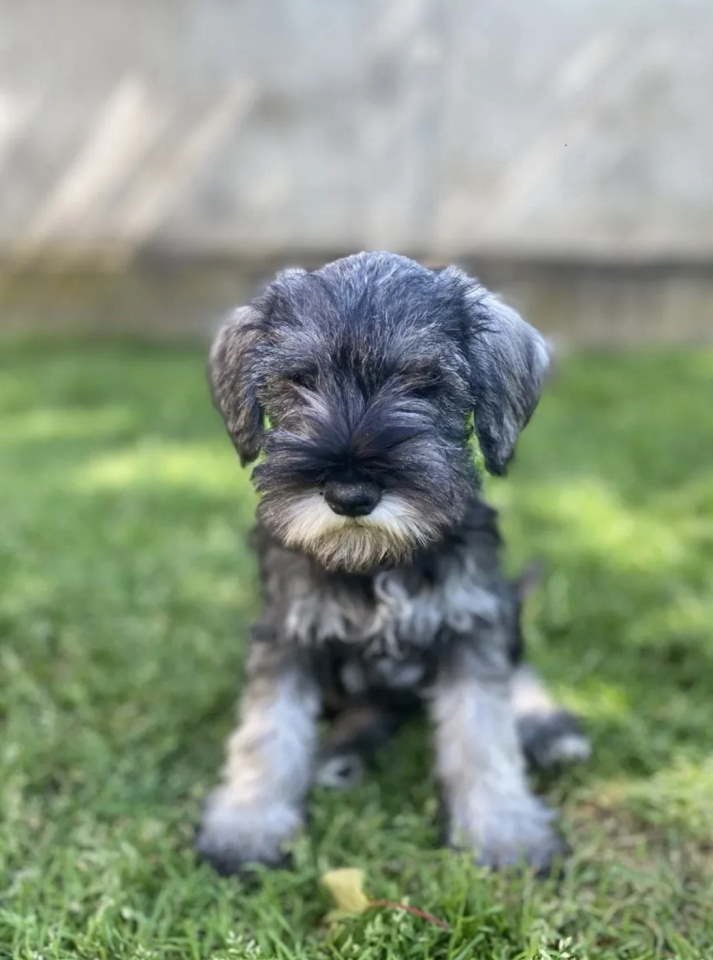 Patuljasti Šnaucer Miniature Schnauzer