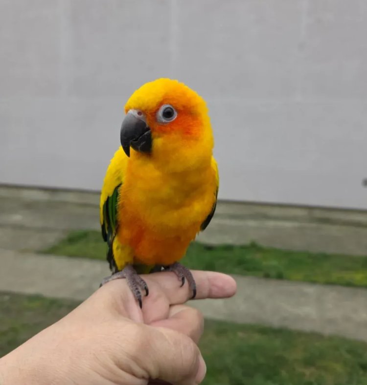 Suncana aratinga