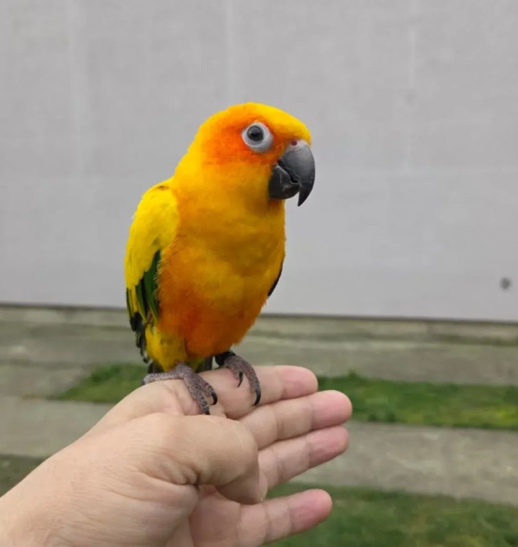 Suncana aratinga