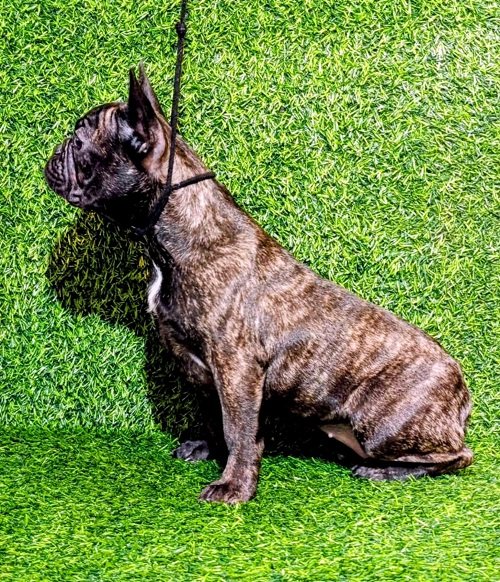 FRANCUSKI BULDOG - žensko štene