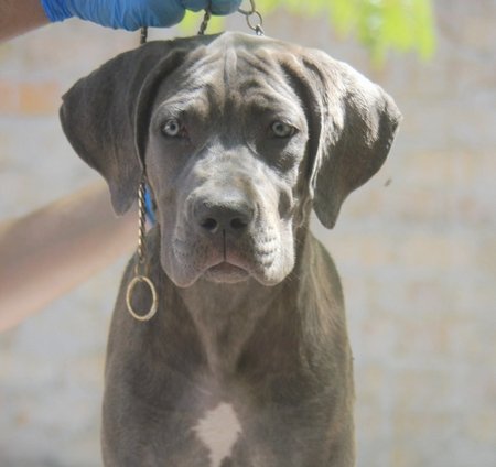 Cane Corso štenci