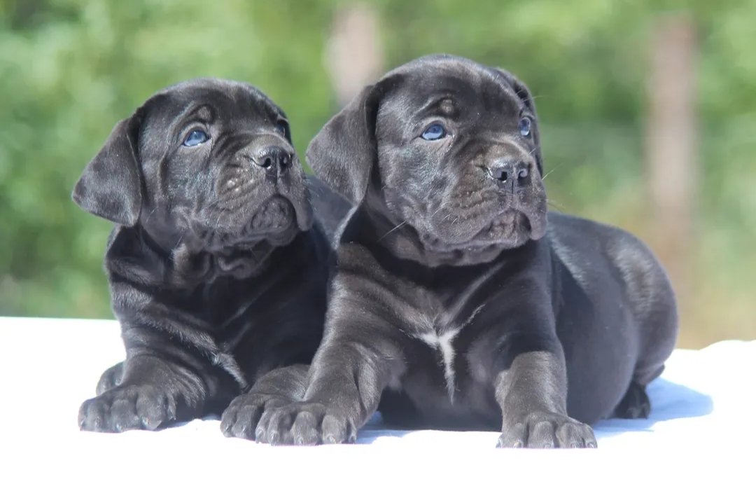 Cane Corso štenci