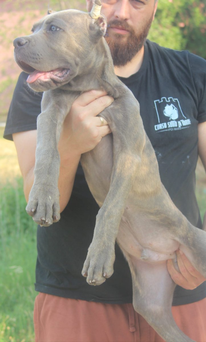 Cane Corso štenci