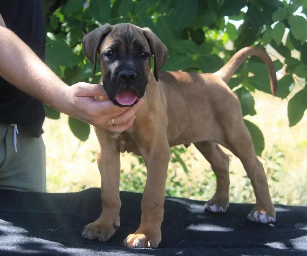 Cane Corso štenci