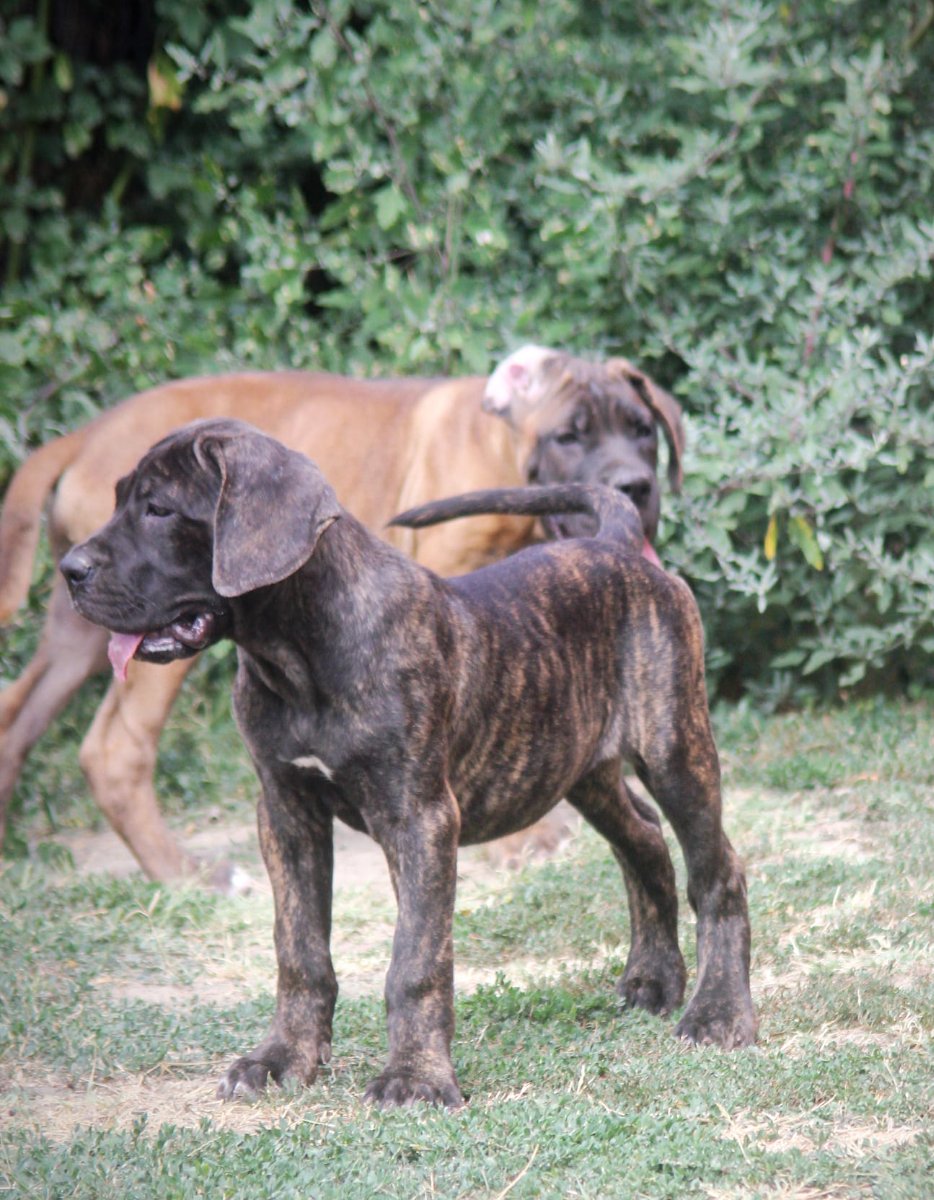 Cane Corso štenci