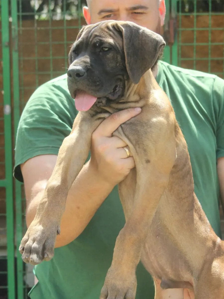 Cane Corso štenci