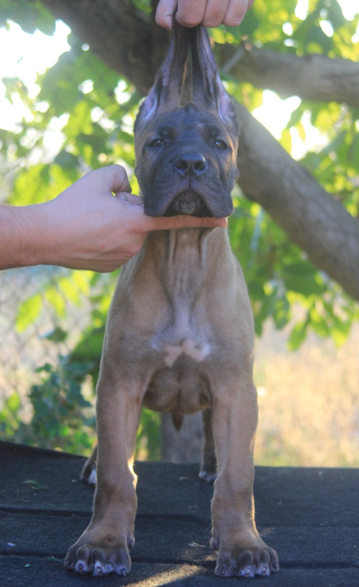 Cane Corso štenci