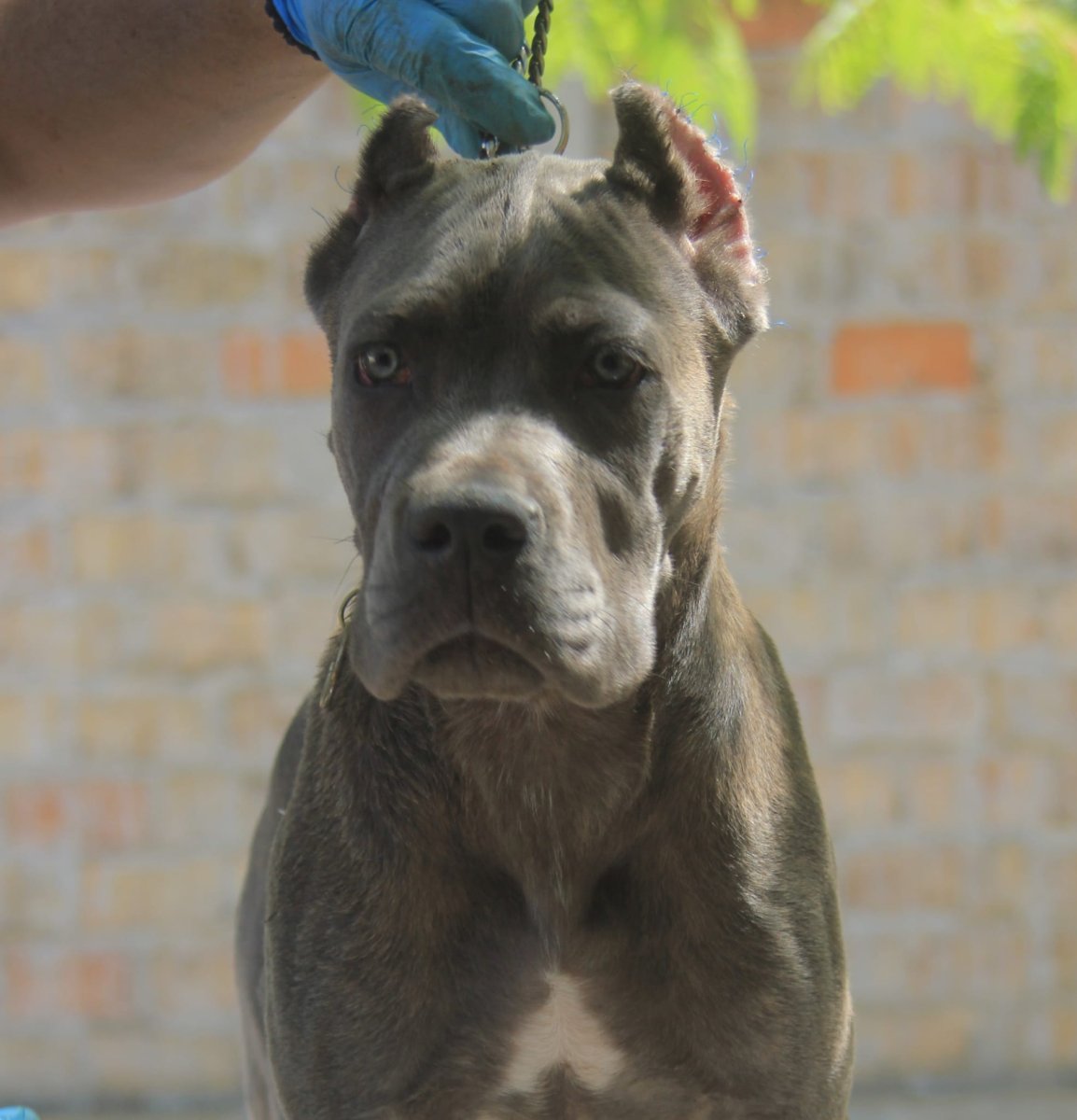 Cane Corso štenci