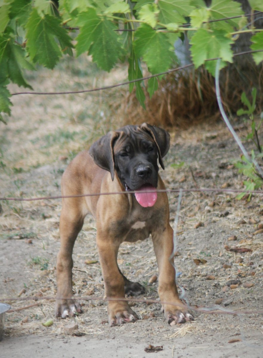 Cane Corso štenci