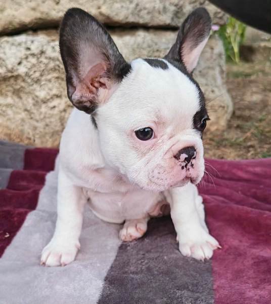 Merle francuski buldog štenci