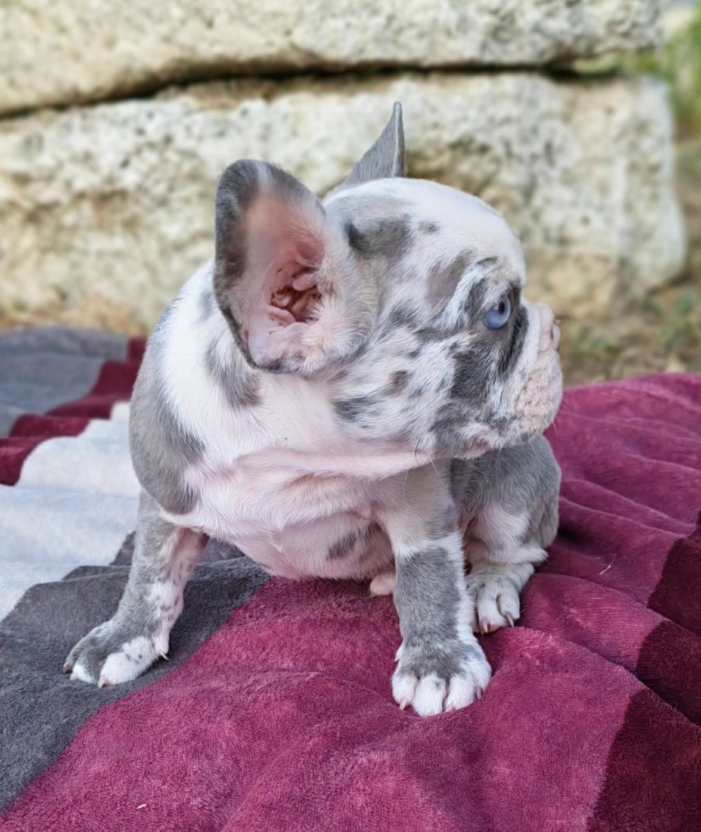 Merle francuski buldog štenci