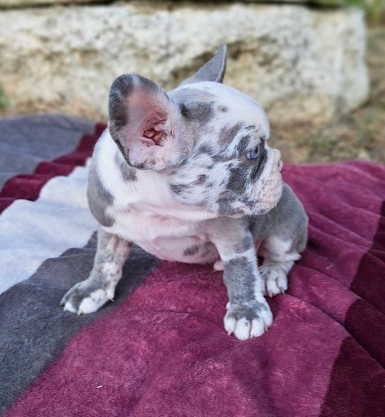 Merle francuski buldog štenci