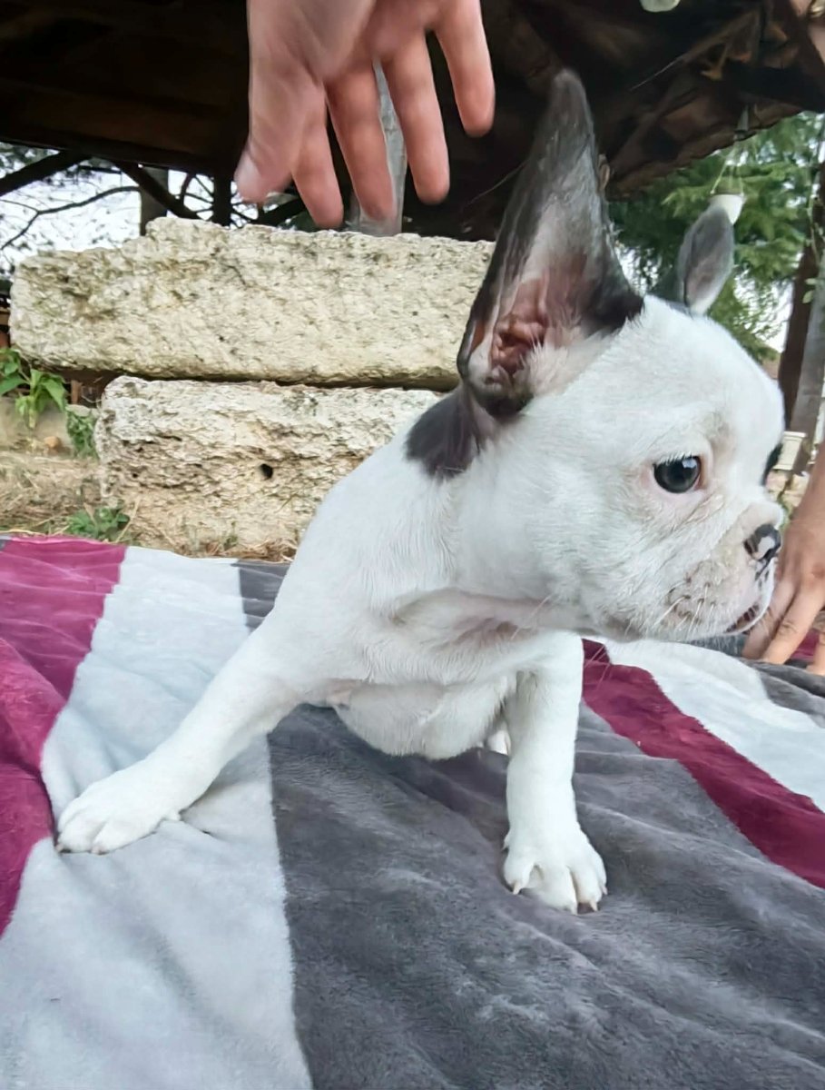 Merle francuski buldog štenci