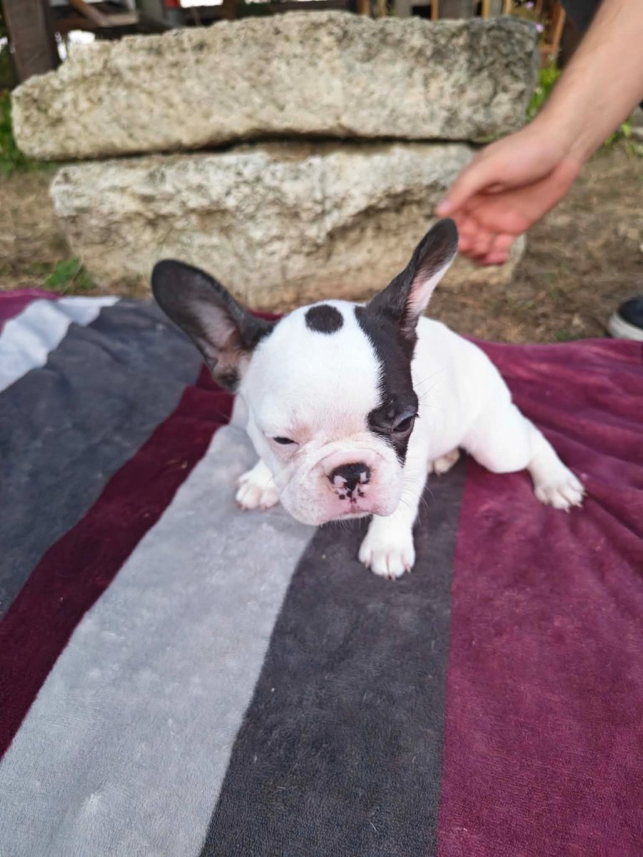 Merle francuski buldog štenci