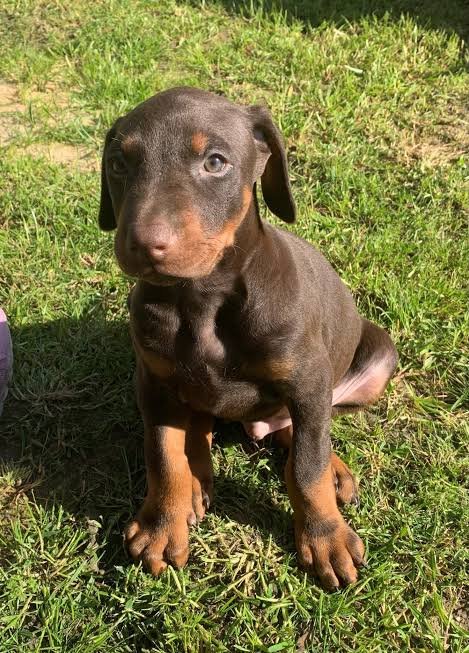 Štenci dobermana uredno čišćenji
