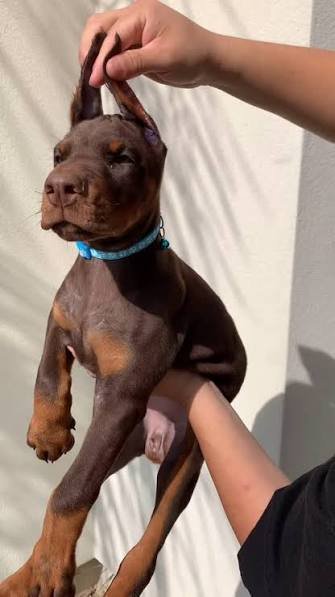 Štenci dobermana uredno čišćenji