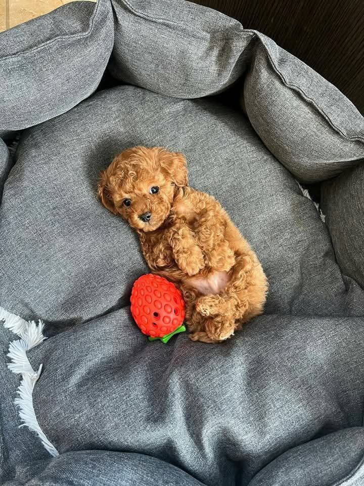 Crvena TOY PUDLA, prelepi štenci spremni