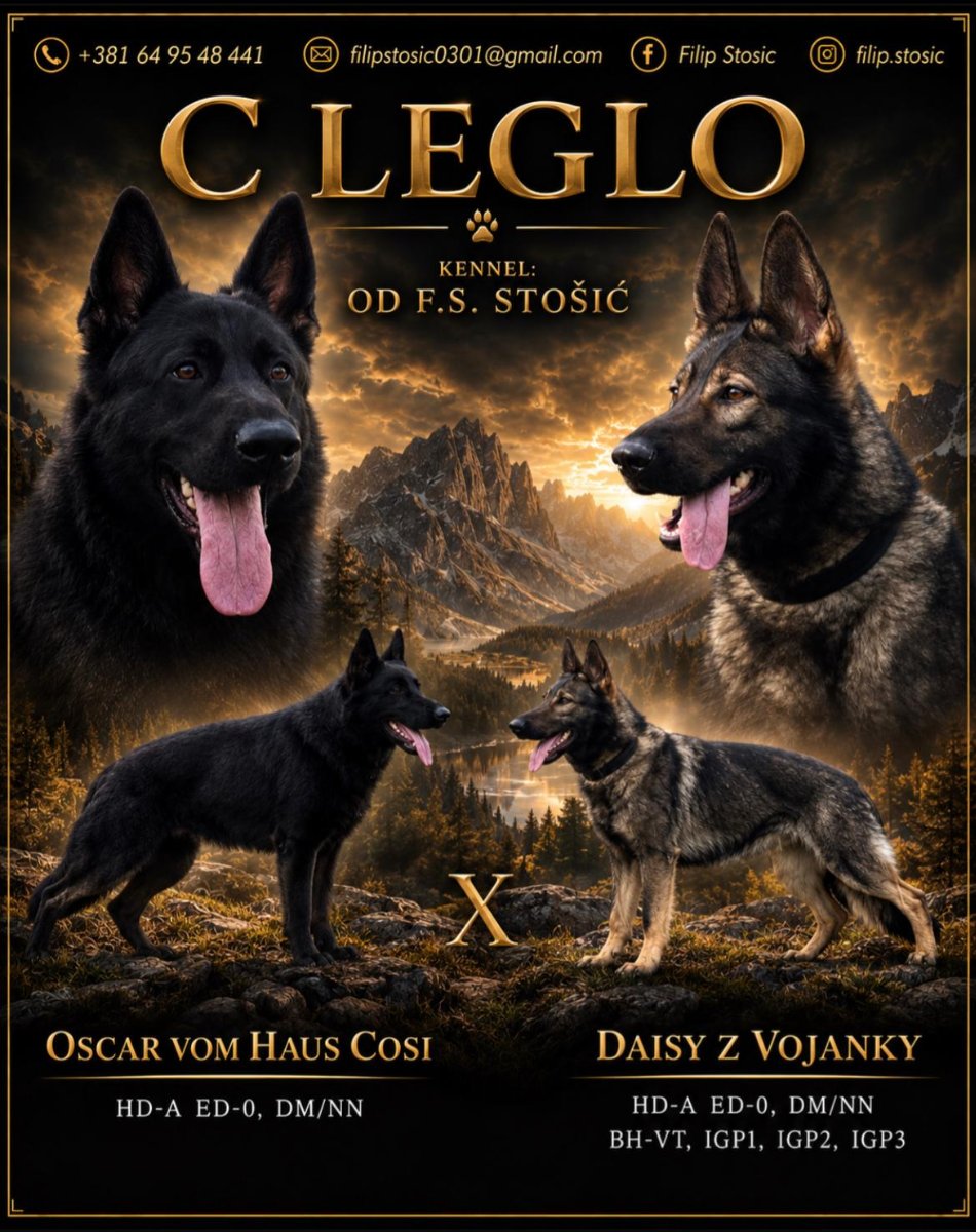Nemački ovčar vrhunsko leglo