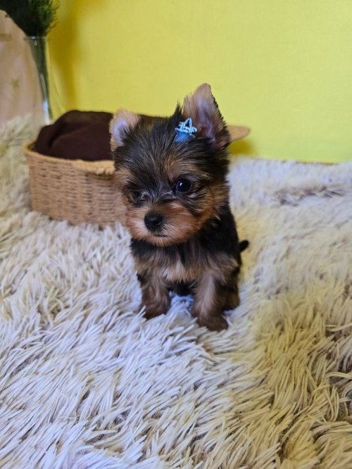 Mini jorkširski terijer