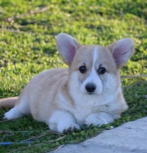 Velški Welski Korgi Corgi Pembrok