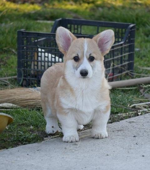 Velški Welski Korgi Corgi Pembrok