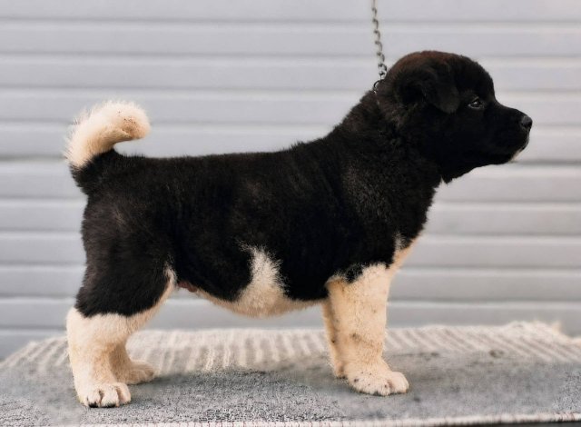 Američka Akita, štenci