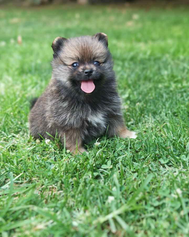 Pomeranski spic, prelepog krzna