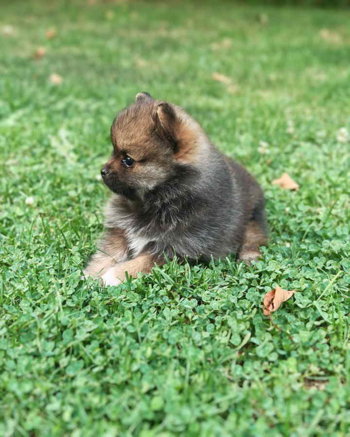 Pomeranski spic, prelepog krzna