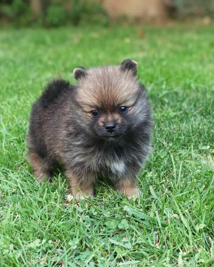 Pomeranski spic, prelepog krzna