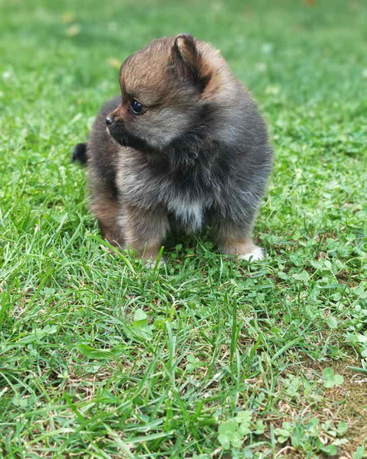 Pomeranski spic, prelepog krzna