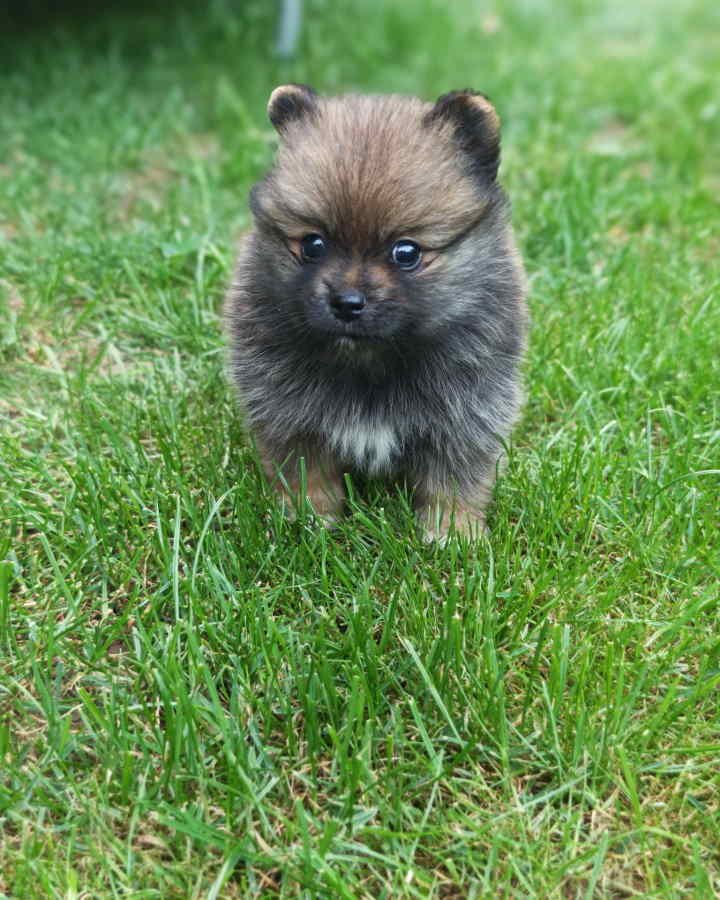 Pomeranski spic, prelepog krzna