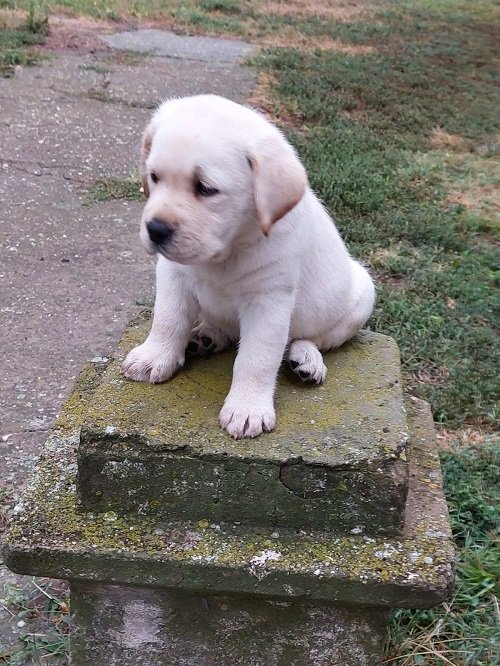 LABRADOR RETRIVER