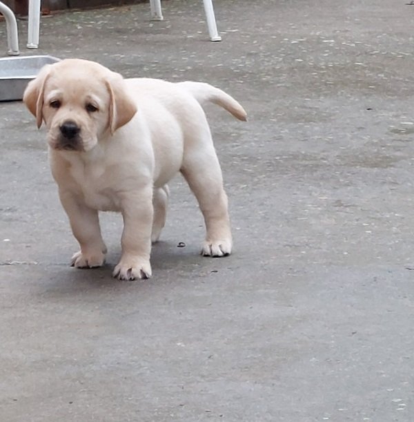 LABRADOR RETRIVER