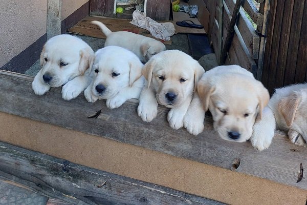 LABRADOR RETRIVER