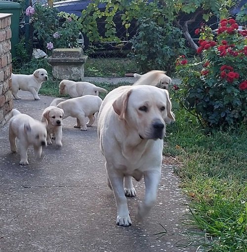 LABRADOR RETRIVER