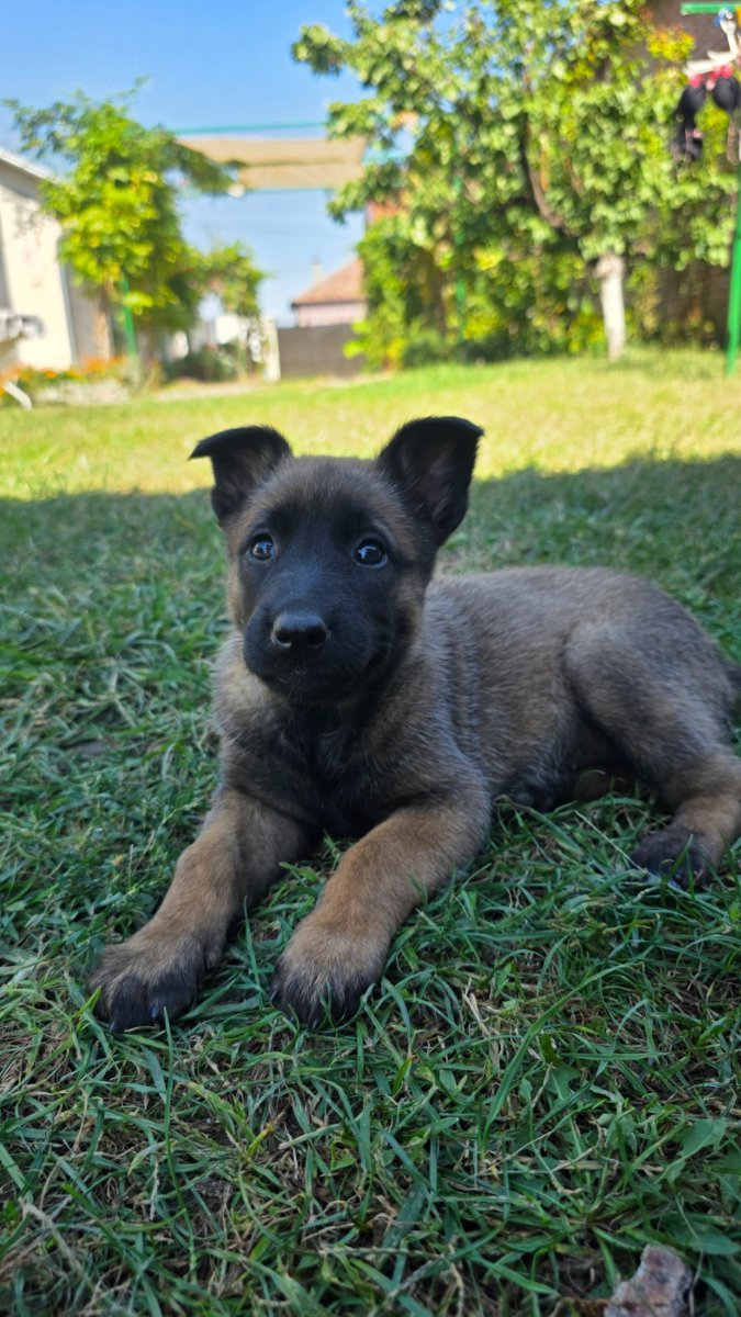 Malinoa štenci