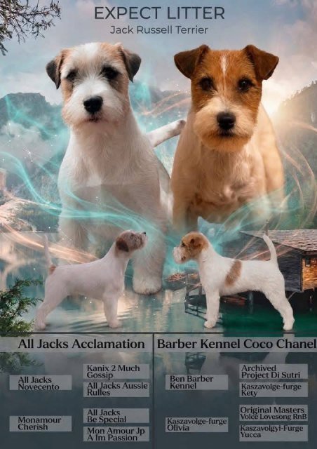 Oštrodlaki Džek Rasel terijer (Jack Russell Terrier) štenci