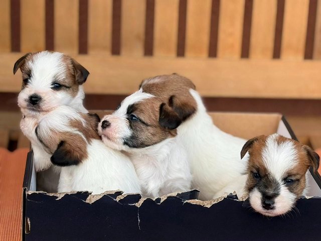 Oštrodlaki Džek Rasel terijer (Jack Russell Terrier) štenci