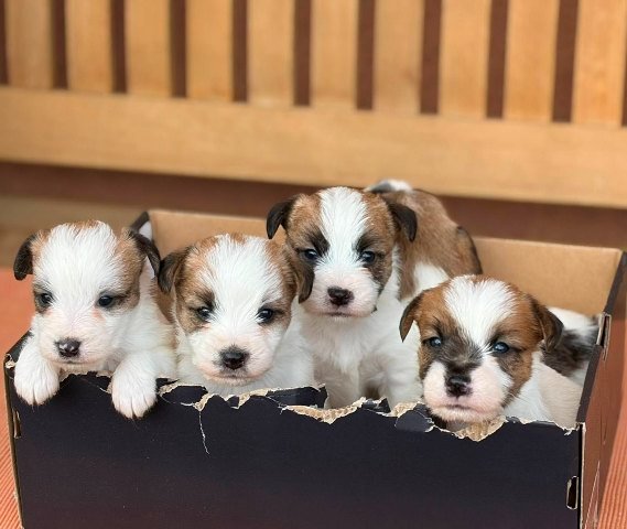 Oštrodlaki Džek Rasel terijer (Jack Russell Terrier) štenci
