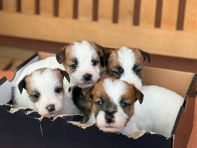 Oštrodlaki Džek Rasel terijer (Jack Russell Terrier) štenci