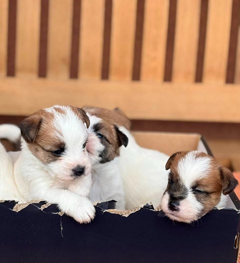Oštrodlaki Džek Rasel terijer (Jack Russell Terrier) štenci