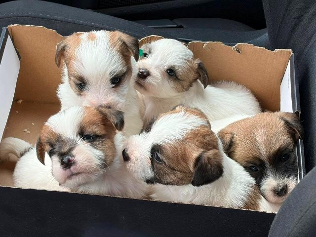 Oštrodlaki Džek Rasel terijer (Jack Russell Terrier) štenci