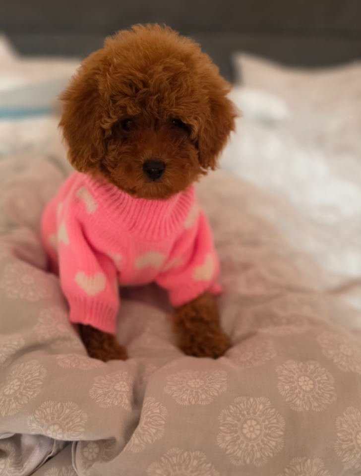 Nove bebice toy I mini pudle
